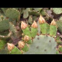 Opuntia Haematocarpa (fam Cactacees) (Sud des USA) (02)